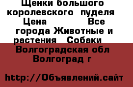 Щенки большого (королевского) пуделя › Цена ­ 25 000 - Все города Животные и растения » Собаки   . Волгоградская обл.,Волгоград г.